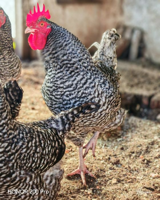 Разплодни яйца от Мехелен