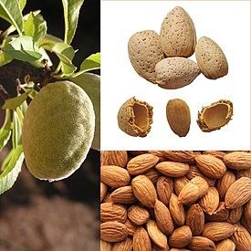 Pomi Fructiferi Deosebiți (Migdal )