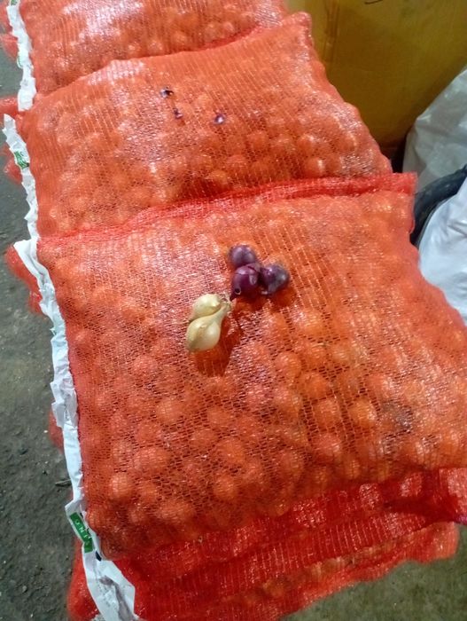 Саженцы ёлка.плодавые яблоки груш итд