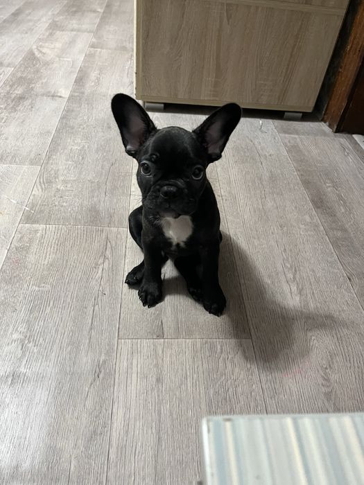Продам Французский бульдог девочка