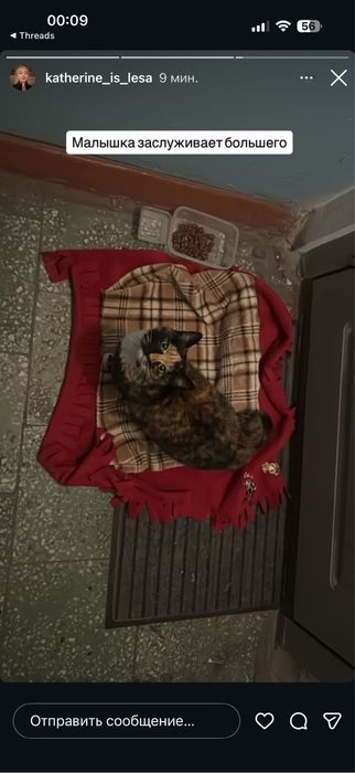 Ищем дом для прекрасной кошечки