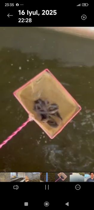 Afrika laqqasi sotiladi 10 sm dan 20 sm gacha kisloroddan chiqqan