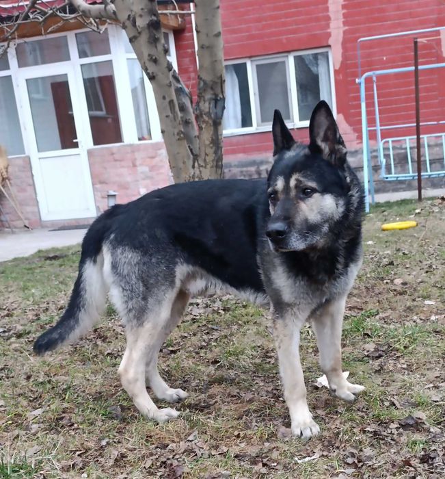Найдена собака. Овчарка или метис. Кобель.