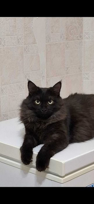 Отдам в добрые руки красивого кота