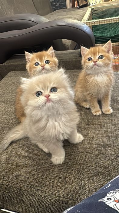 Продается яркие , чистопородные котята шиншилла