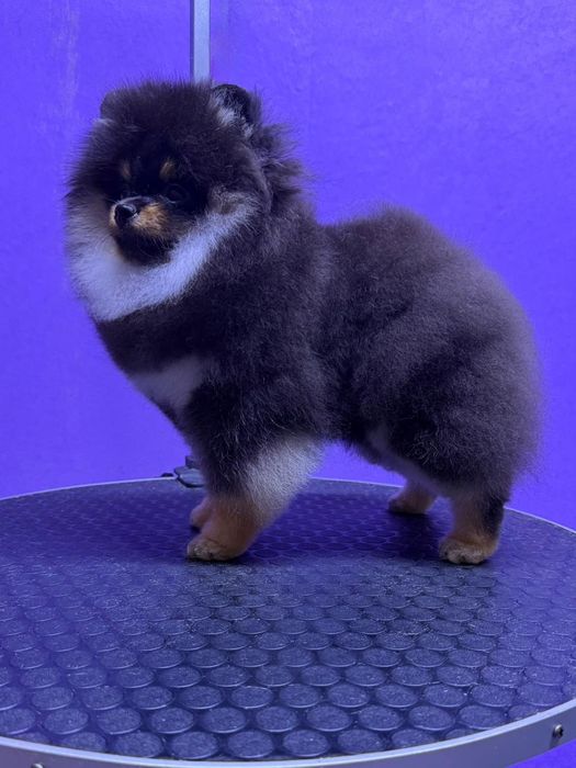 Щенок померанского шпица