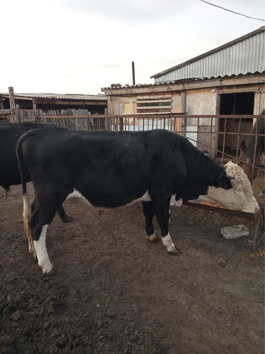 Быки на мясо собственно выращенные