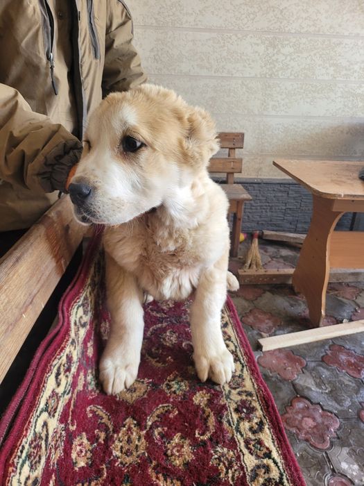 Продам щенков алабая