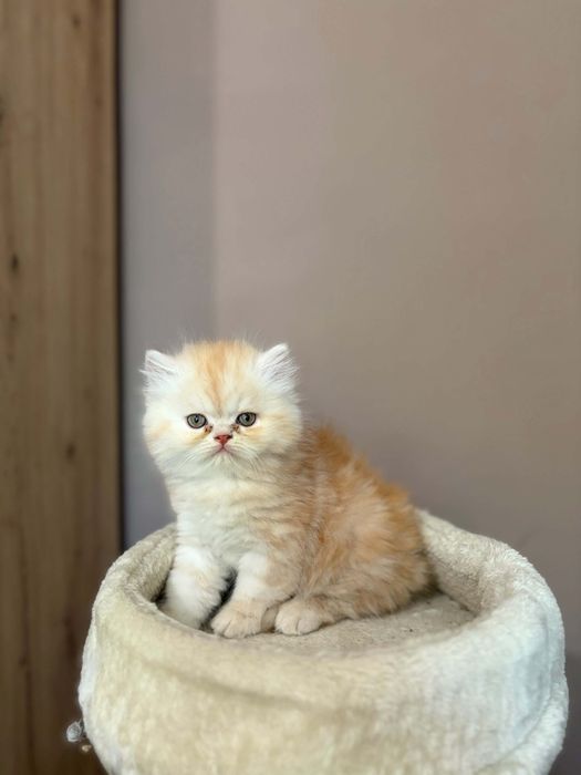 Персийски котенца