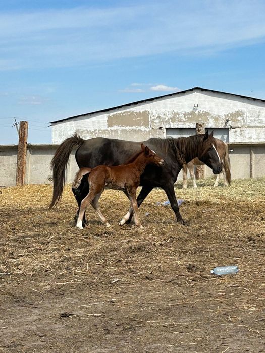 Продам кобылу с жеребенком