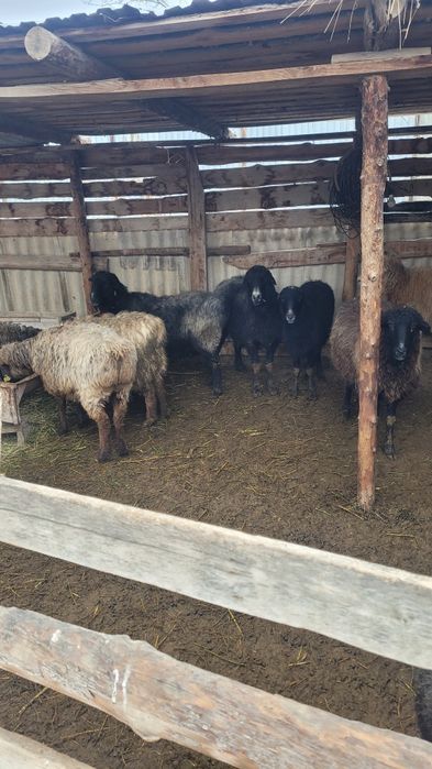 Семіз қой тоқты сатылады.