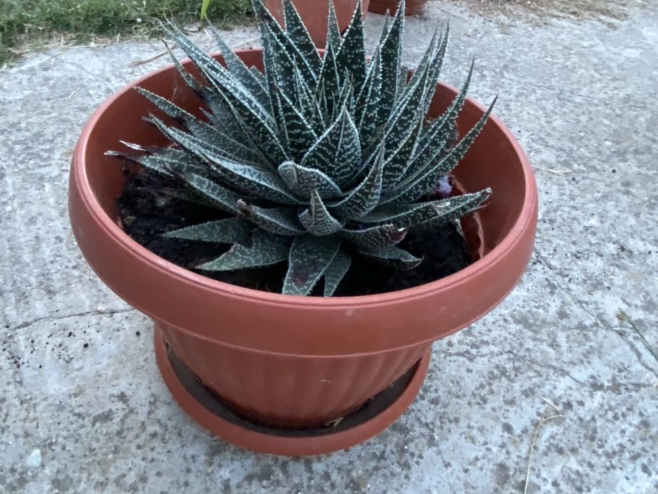 Aloe  vera  planta atat de interior cat si exterior