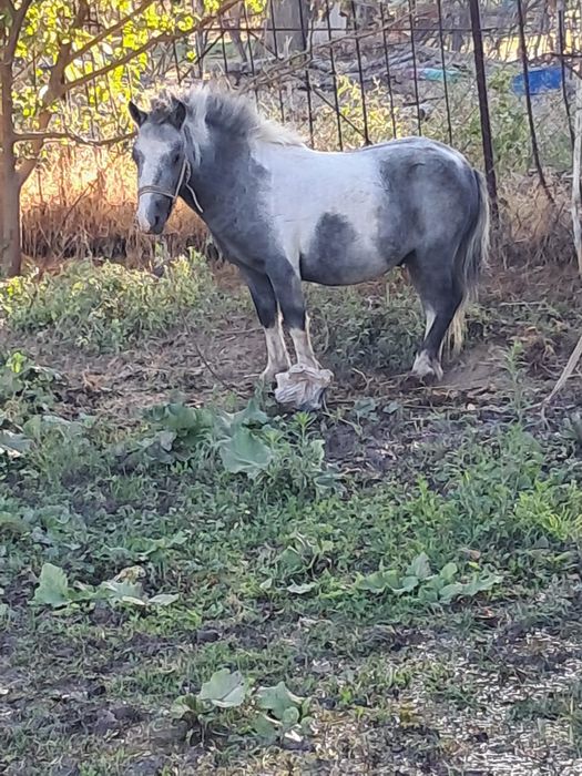 Пони 2 жасар, еркек