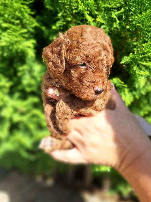 Pudel/Caniche mascul