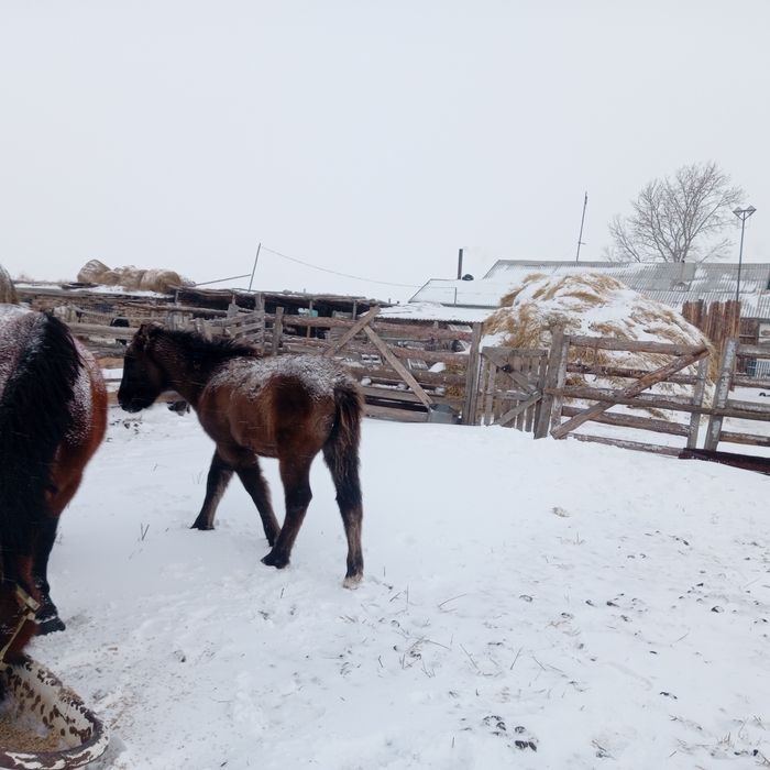 Продам  бие жабагымен