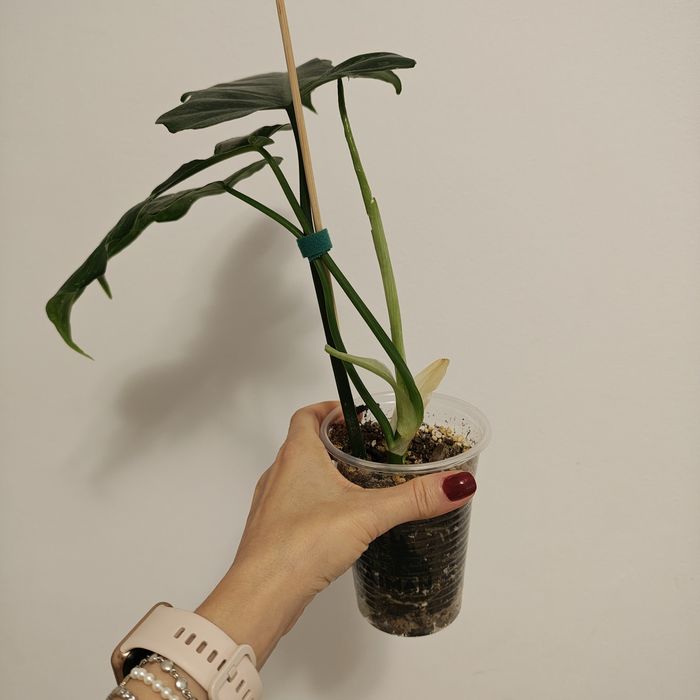 Philodendron - plantă naturală