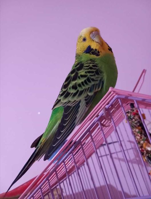 Вълнист папагал на 1.8 г