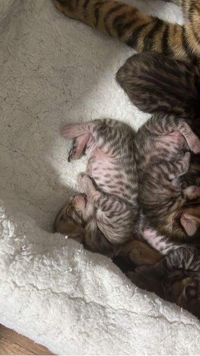 Бенгальские котята