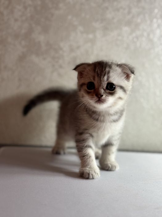 продам шотланских котят