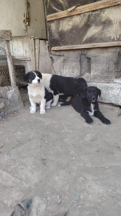 Adopții cățeluși