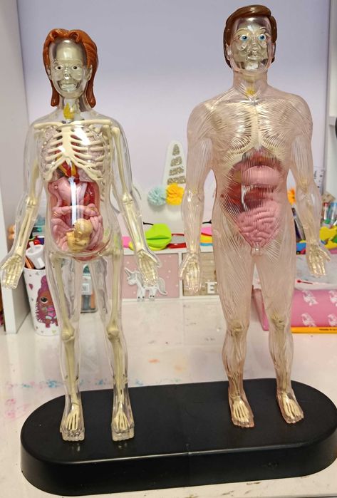 Анатомия на Човешко Тяло