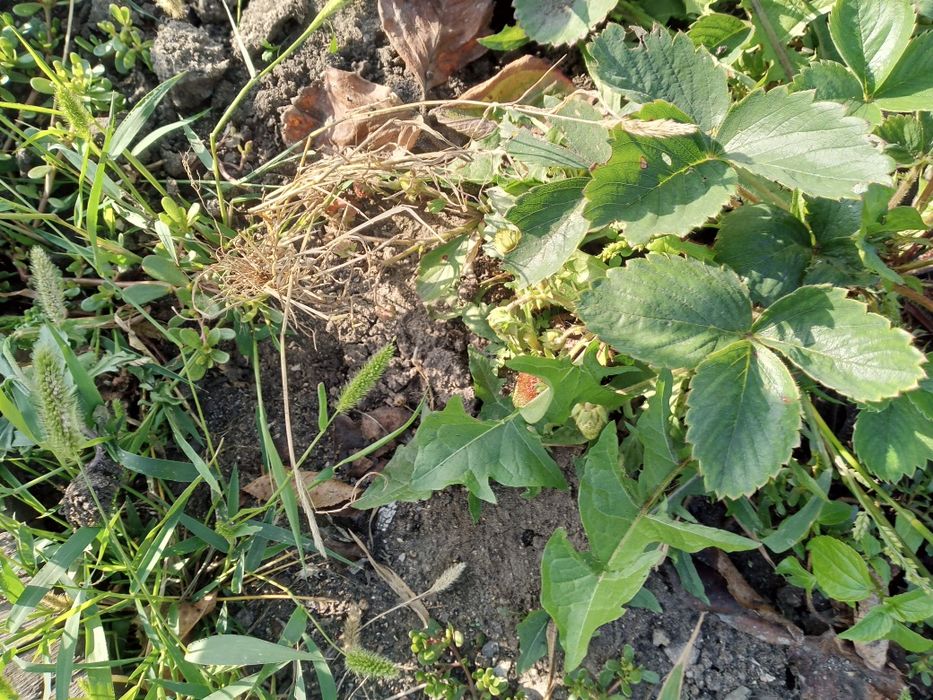 Продам Викторию ,,
