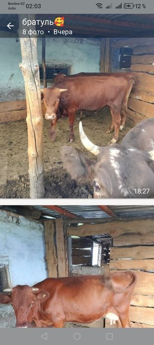 продам коров быков срочно