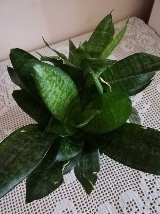 Финикова палма, Драцена, Шефлера, Сансевиера, Амарилис