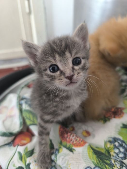 Котята на пристройство