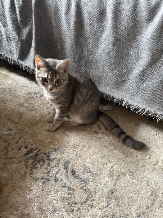 Пристраивается котенок