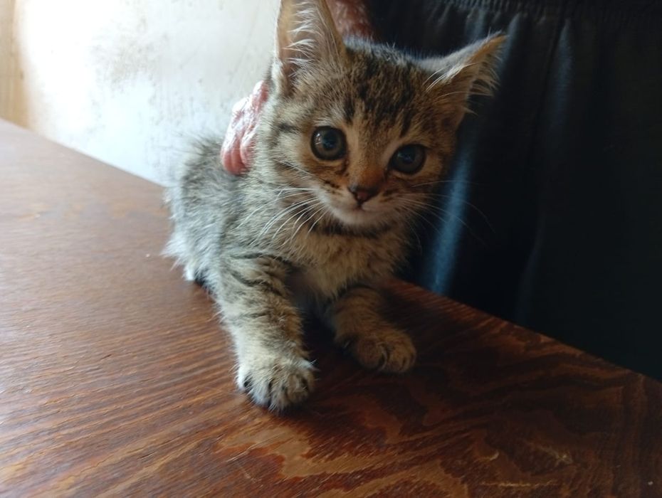 Отдам маленьких котят