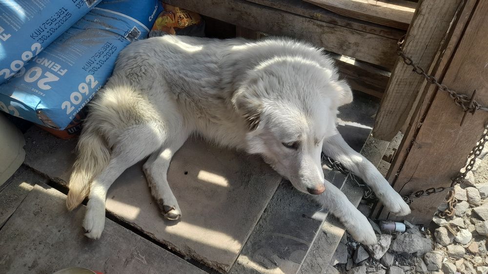 Donez cățeaua 1 an