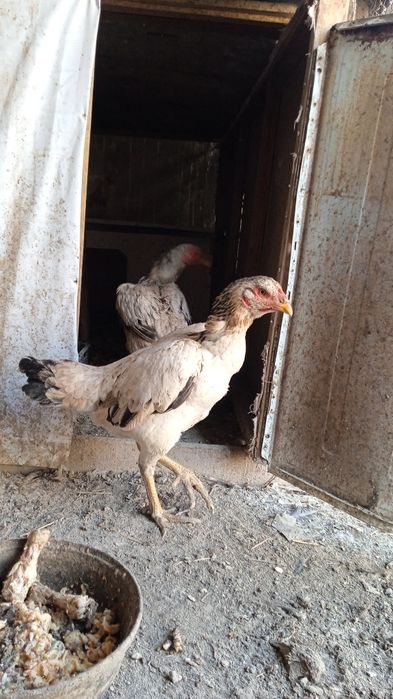 Осы мекендер сатылады