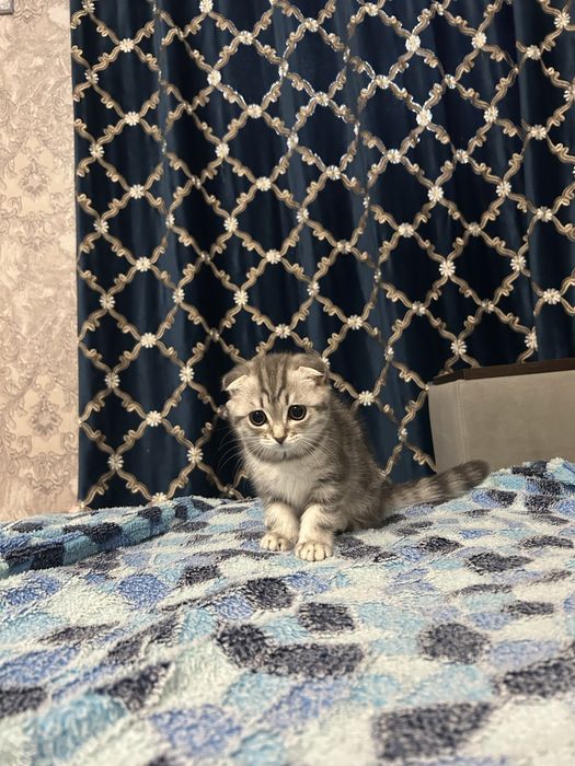Продам вислоухую девочку