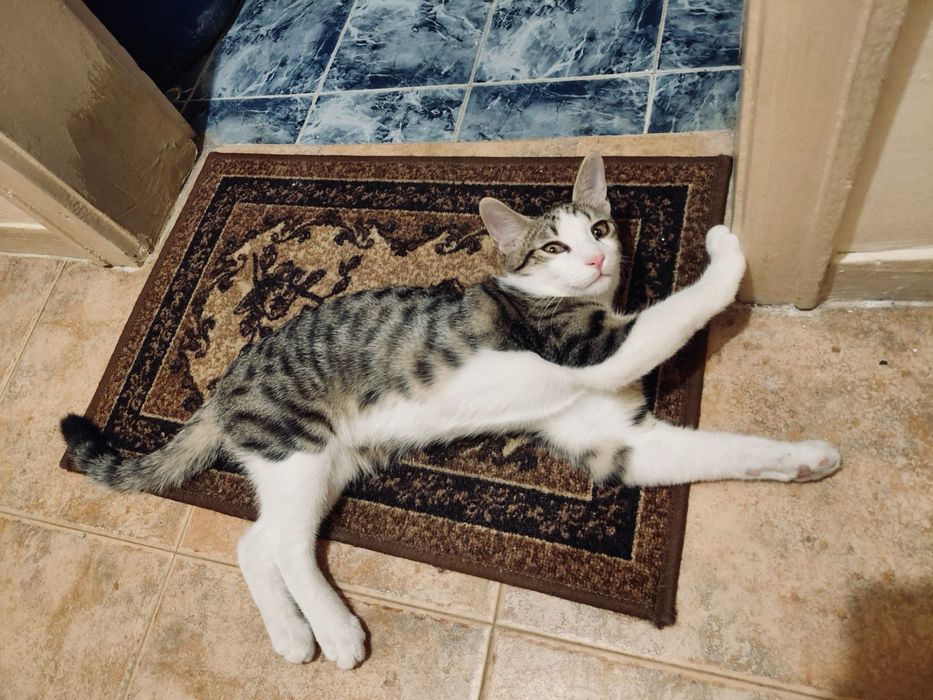 Котета търсят дом