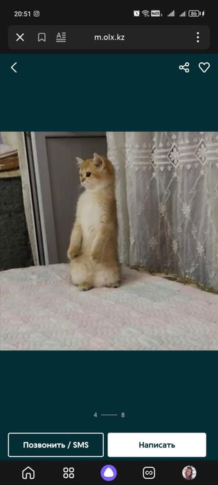 Бриташка золотой