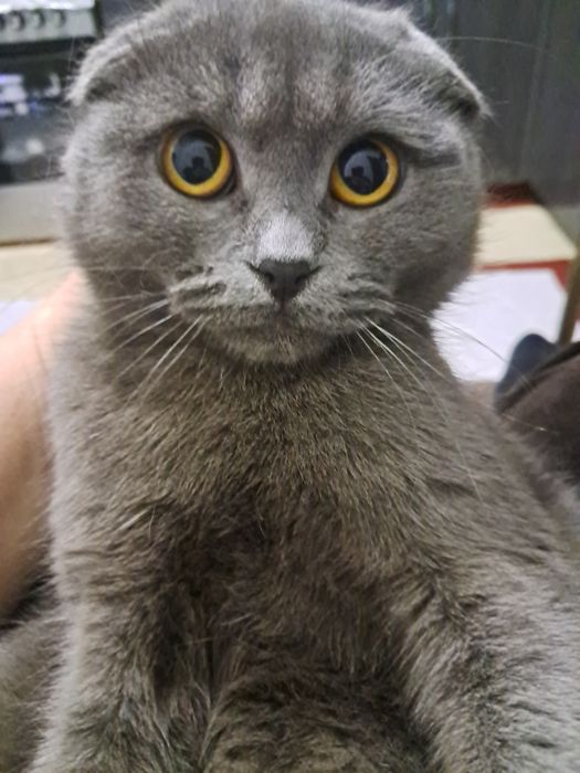Скотш фолд соттлади тоза кон