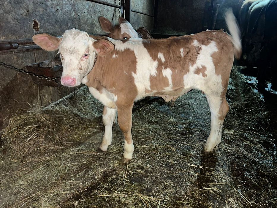 Vând vițel mai multe detalii la telefon