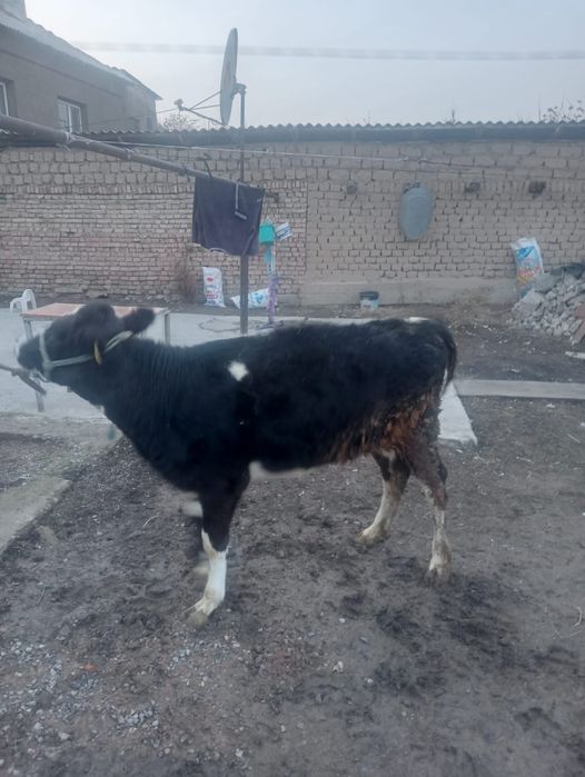 Кунажын сатылады жаксы