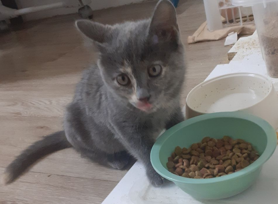 Продам Чистокровную Британку.