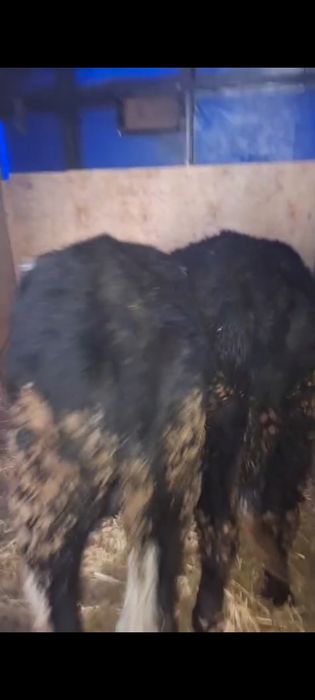 Бука сатылады продам