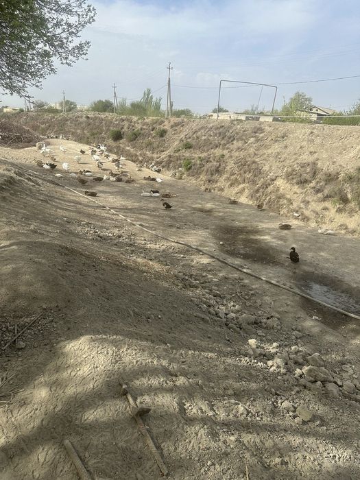 Урдак ва гоз тухуми сотилади инкубатор учун