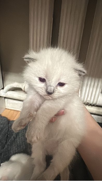 Продаются шотландские котята!