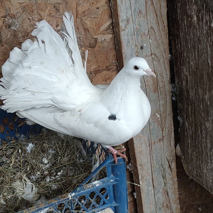 Vând porumbei înfoiați și standard