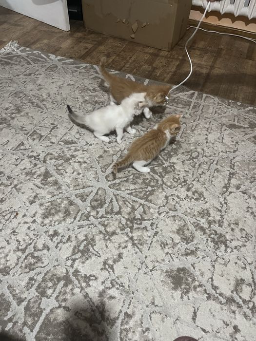 Отдам котят добрые руки