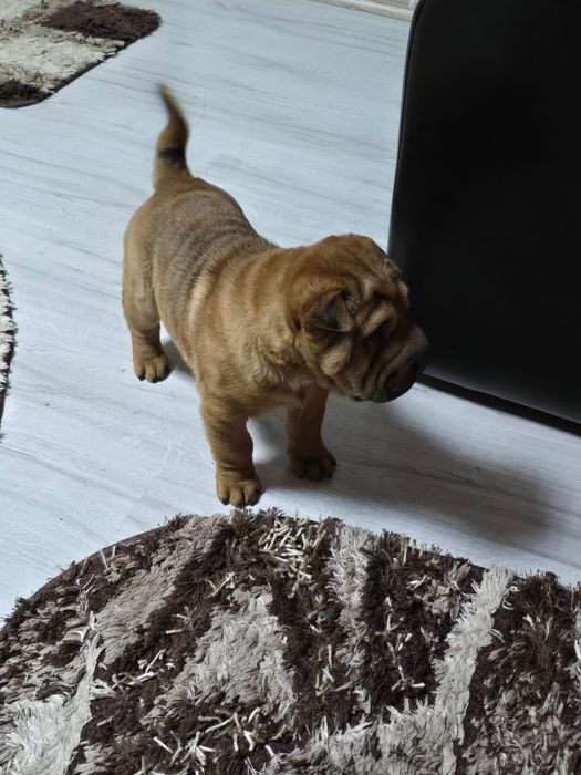 Cățelușa rasa Sharpei
