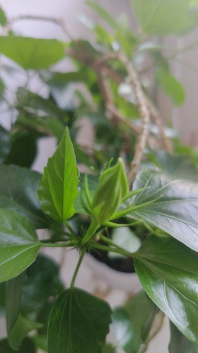 Продам гибискус персикового цвета.