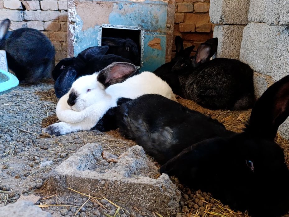 Кролики породные