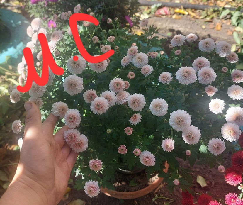 Хризантема мультифлора