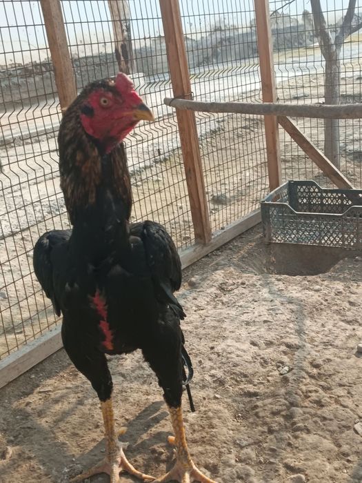 Тулек хороз сотилади